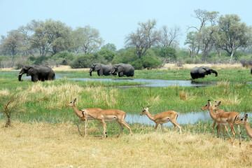 Elephants and impala graze in the Okavango  delta of Botswana, Africa. - obrazy, fototapety, plakaty