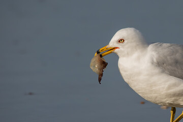 Seagull eating jellyfish side shot