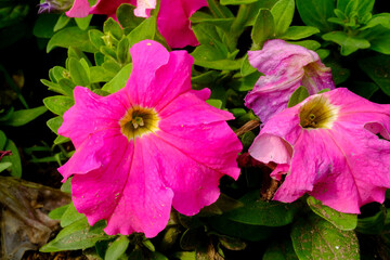 Macro photo beautiful pink Alcea flower  in Thailand