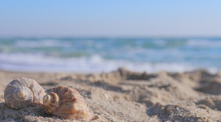 Fototapeta na wymiar Blurred background of the sea in a haze, two shells on the sand on the seashore