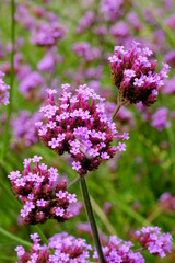 Close up butterfly bush and leaves isolated in nature for background.