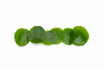 Fresh green centella asiatica leaves