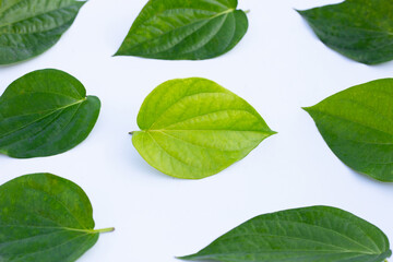 Green betel leaves, Fresh piper betle on white background