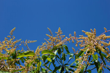 Mango flower on the mango trees