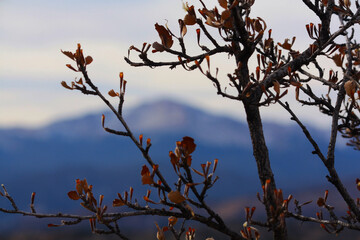 Pikes Peak Through Tree