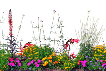 Annual Flowers Flowerbed Panorama, Isolated Horizontal Panoramic Blooming Cardinal Flower Bed Closeup, Flowering Begonias, Balsams, Gauras, Marigolds, Verbenas, Wandflowers, Large Bright Detailed - 486631412