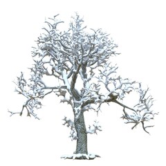 Winter tree in the snow isolated on white background 3d illustration