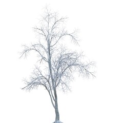 Fototapeta na wymiar Winter tree in the snow isolated on white background 3d illustration