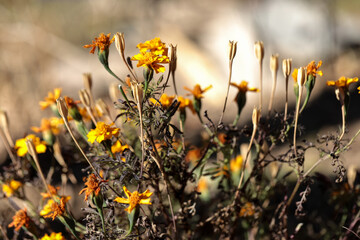 Dried up marigold flowers during the winters at Nainital