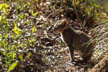 A kitten sitting on the ground