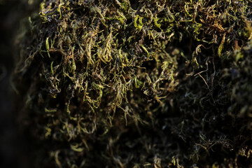 A close up of moss growing on a tree