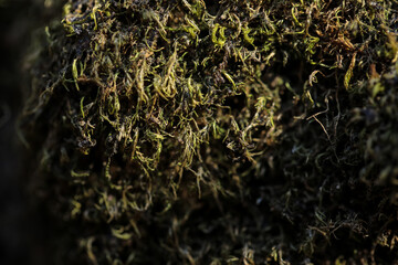A close up of moss growing on a tree