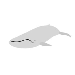 クジラ（シロナガスクジラ）

