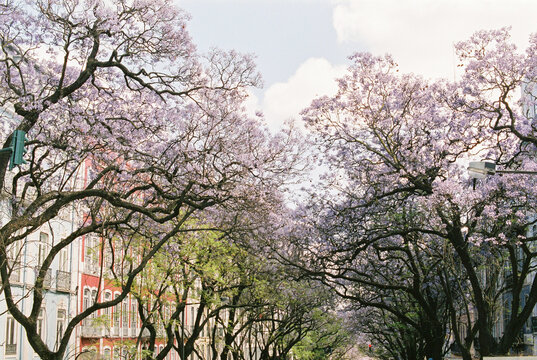Street full of jacaranda trees in blossom
