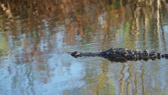 Slow motion clip of an alligator swimming in river