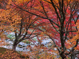 秋の奥津渓谷