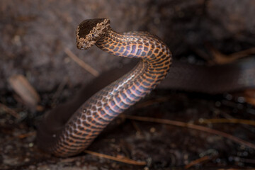 Golden-crowned snake (Cacophis squamulosus) in defence posture. Byron Bay region, NSW, Australia.