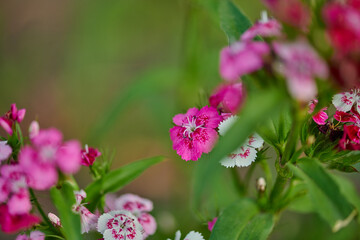 red-pink flower close-up grows in the summer cottage