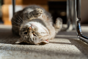 Cute lazy cat laying down on carpet under chair