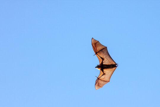Grey-headed flying-fox, Pteropus poliocephalus, flying overhead, against a clear blue sky. The spread wings backlit, revealing its structure in beautiful detail.