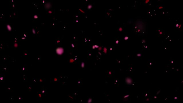 Black Rose Petals Falling