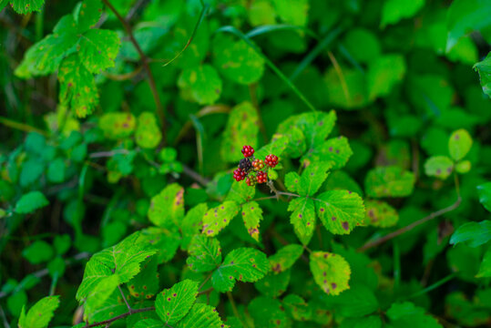 blackberries in the botanical garden of batumi