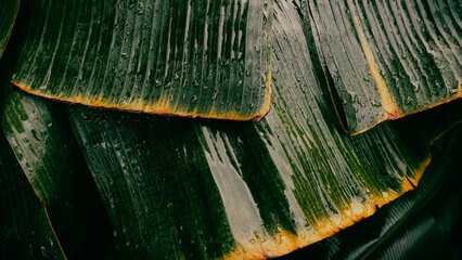 water drops on green palm leaf, dark nature background
