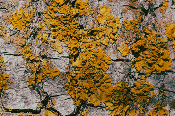 bright moss and fungus on the bark of the tree, background picture, background