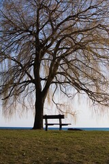 bench under a tree in the park