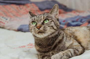 adult domestic striped cat with green eyes lies on the bed