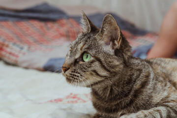 Naklejka na ściany i meble domestic tabby cat with green eyes looks away