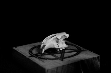 Rodent cranio on a pentagram with black background