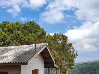 The tall crest of the verdant green Khasiya Pine (Pinus kesiya Royle ex Gordon) was higher than the...