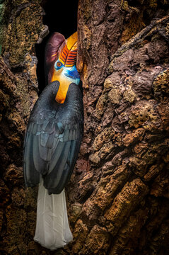 Red-Knobbed Hornbill