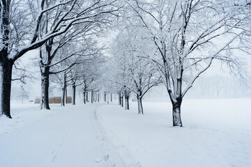 Snow storm  in the park