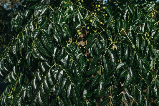 Dark green leaf pattern