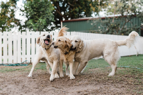 trio of golden retrievers playing