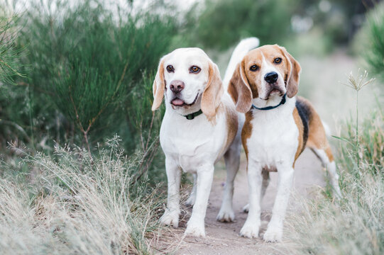 A pair of elderly beagles stand on a beach track