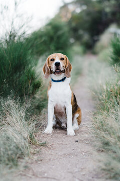 beagle dog sitting on a beach