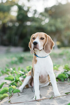 beagle dog sitting on a beach
