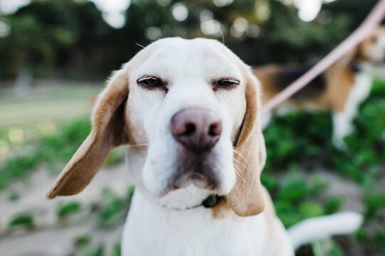 old beagle with windblown ears
