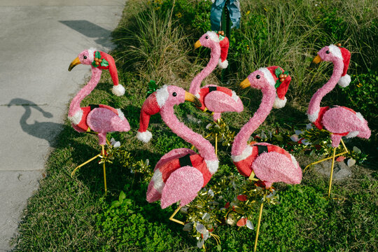 Plastic Flamingos in Florida Yard during Christmas