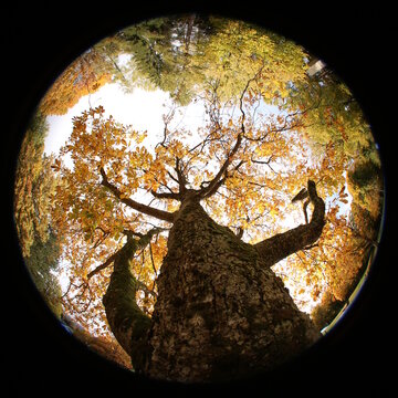 Fisheye