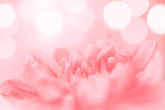 Dreamy pink petals on a pink background