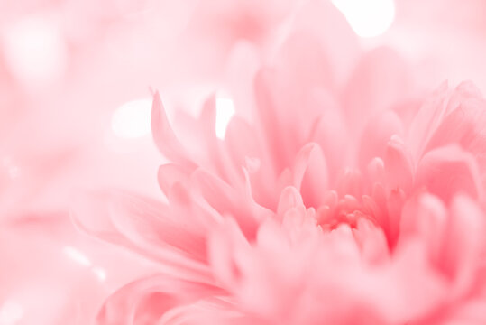 Dreamy pink flower 
