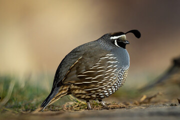 male California quail on a cold morning