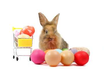 a rabbit with colorful eggs isolated on white background,concept easter celebration in april