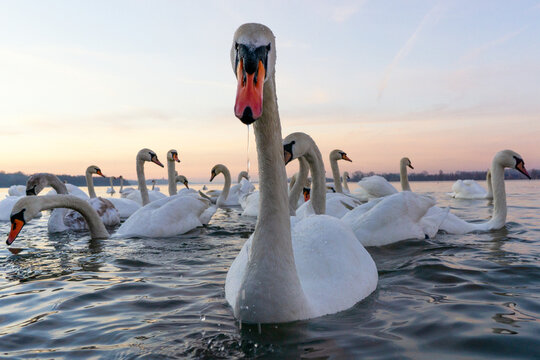 Swans