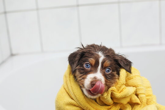 puppies bathing