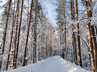 A forest road among tall snow-covered ship pines in the village on a clear, frosty winter day